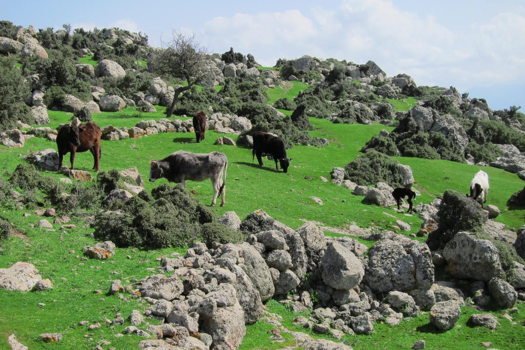Alterna Köy Evi Ayvacik Dış mekan fotoğraf