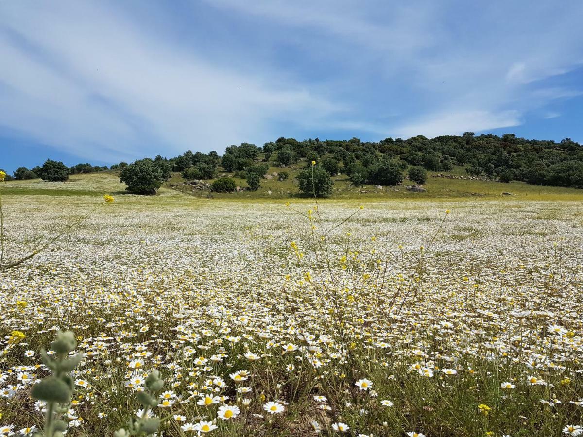 Alterna Köy Evi Ayvacik Dış mekan fotoğraf
