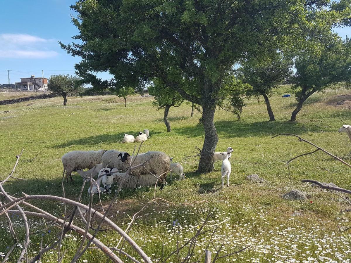 Alterna Köy Evi Ayvacik Dış mekan fotoğraf