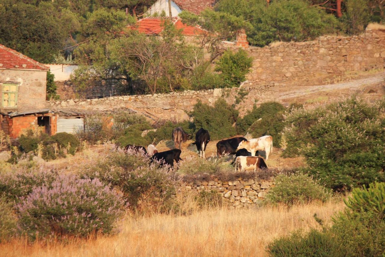 Alterna Köy Evi Ayvacik Dış mekan fotoğraf